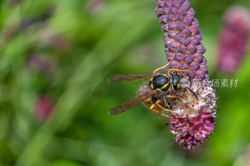 常见的空中黄蜂，窄叶大黄蜂上的普通黄黄蜂，(Dolichovespula arenaria)，细叶大黄蜂上的黄黄蜂，黄黄蜂。